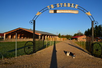 TB STABLE QUARTER HORSE