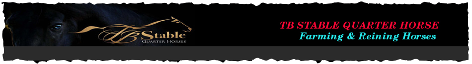 TB STABLE QUARTER HORSE